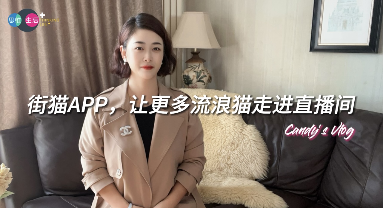 街猫APP，让更多流浪猫走进直播间｜思维生活+.jpg